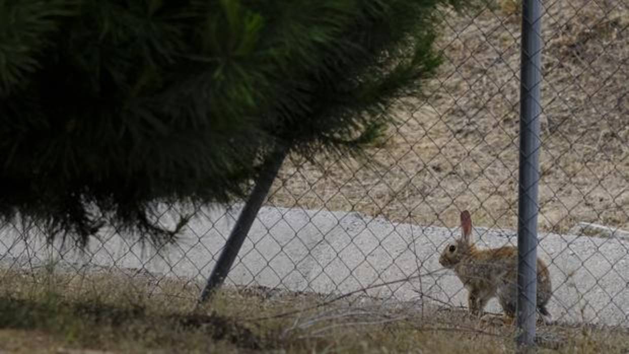 Los conejos están siendo un problema en el sur de la provincia