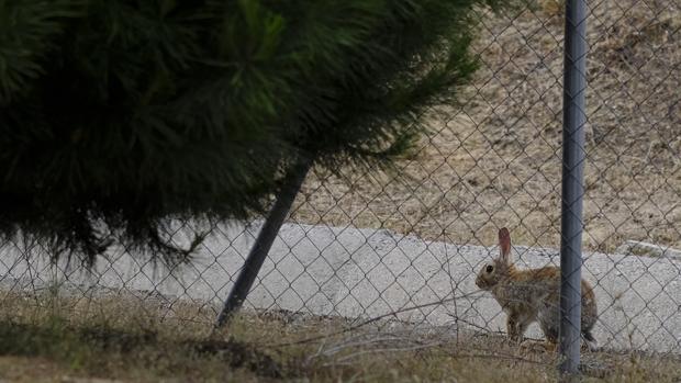 La Junta decreta la emergencia por la plaga de conejos en 30 pueblos de Córdoba