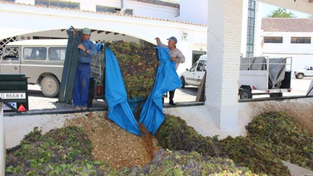 Los agricultores Andrés y Francisco Paniagua, ayer en la cooperativa vinícola de Aguilar