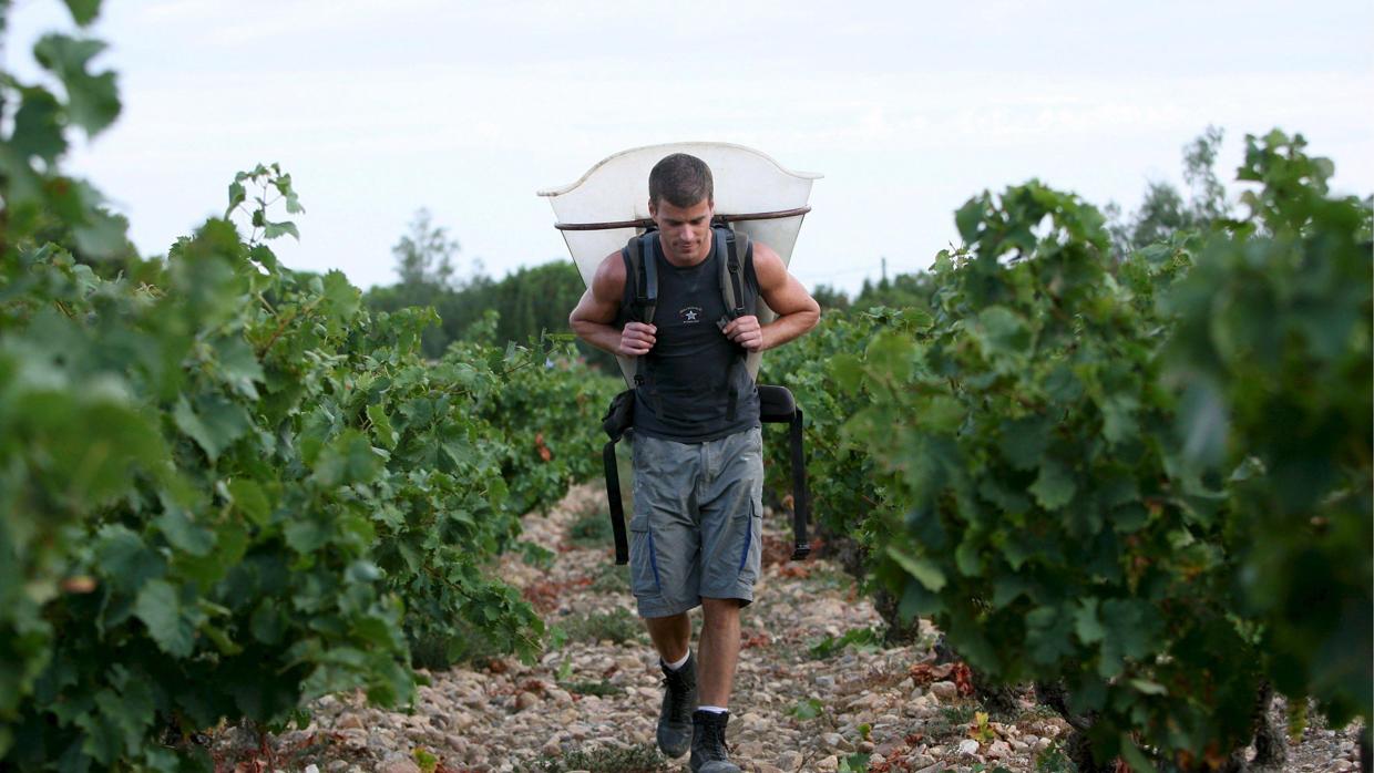 Un trabajador de la vendimia francesa