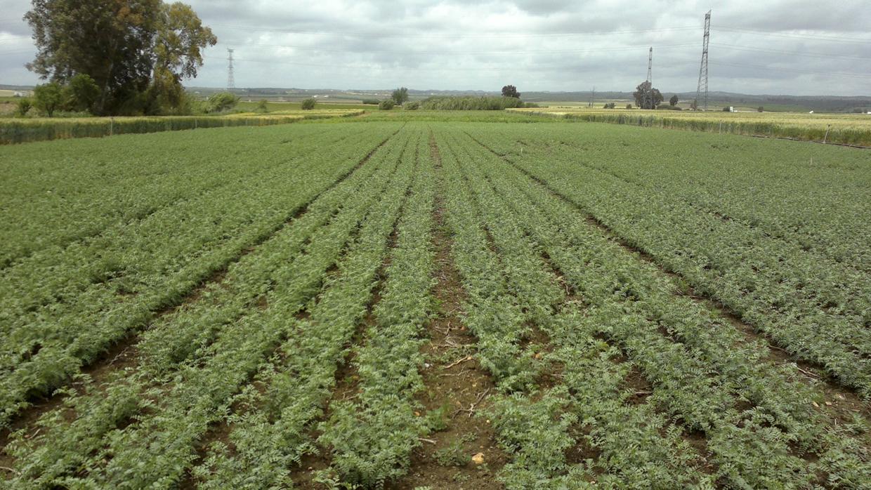 Una plantación de un cultivo de leguminosas