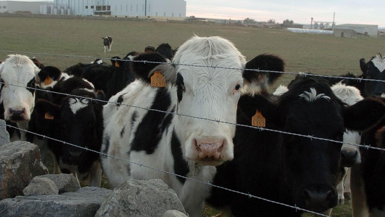 Vacas de una cooperativa lechera de la provincia