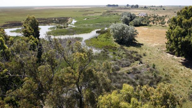 Localizan semiinconsciente en Doñana a un joven sevillano tras 48 horas de búsqueda