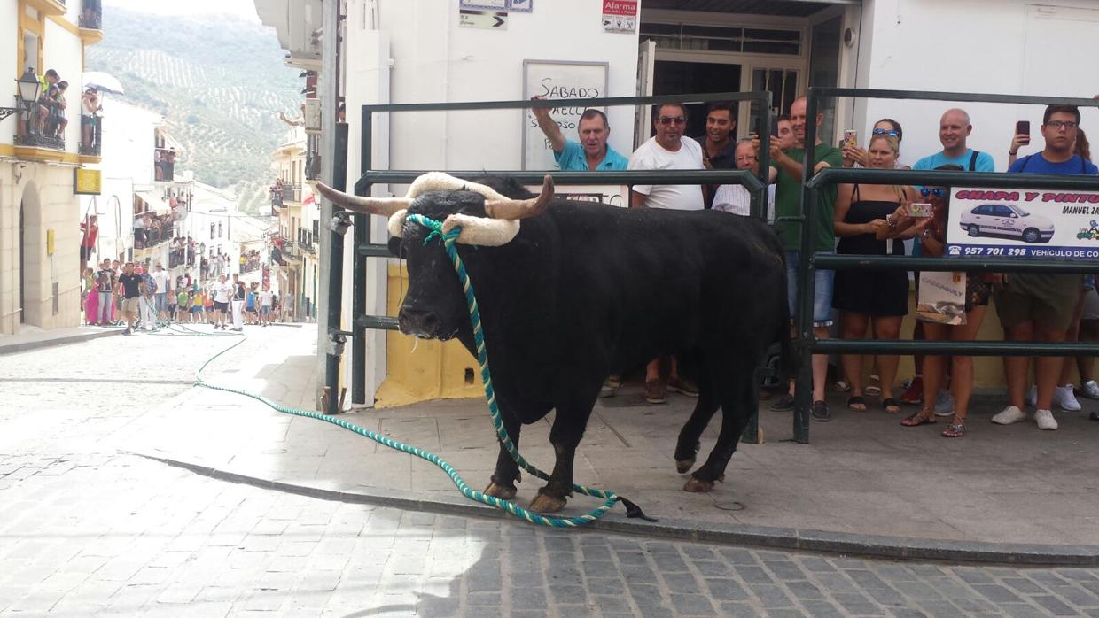 Toro de cuerda en Carcabuey