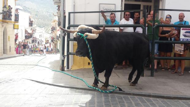 El Toro de Cuerda, protagonista centenario