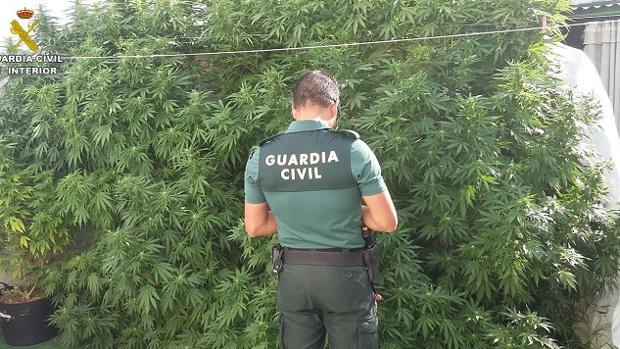 La Guardia Civil interviene cuatro grandes plantas de marihuana en Valverde del Camino