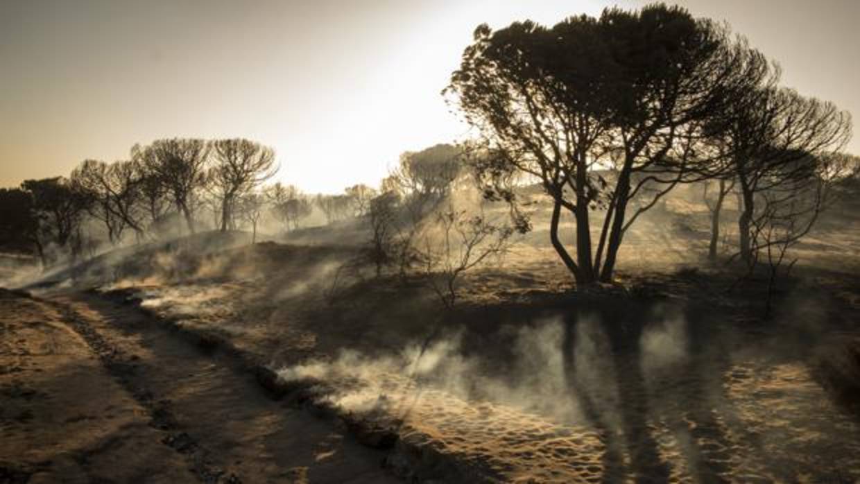 Paraje de Cuesta Maneli tras el incendio producido en junio