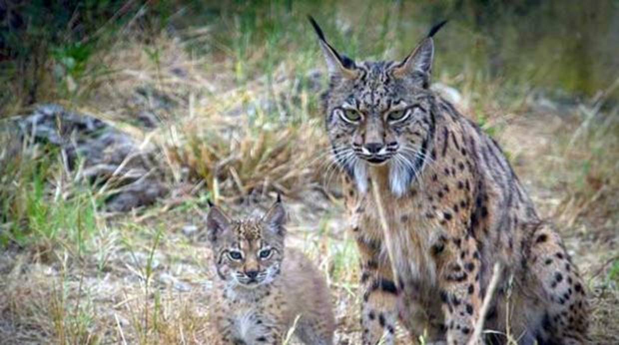 Un lince ibérico y su cría