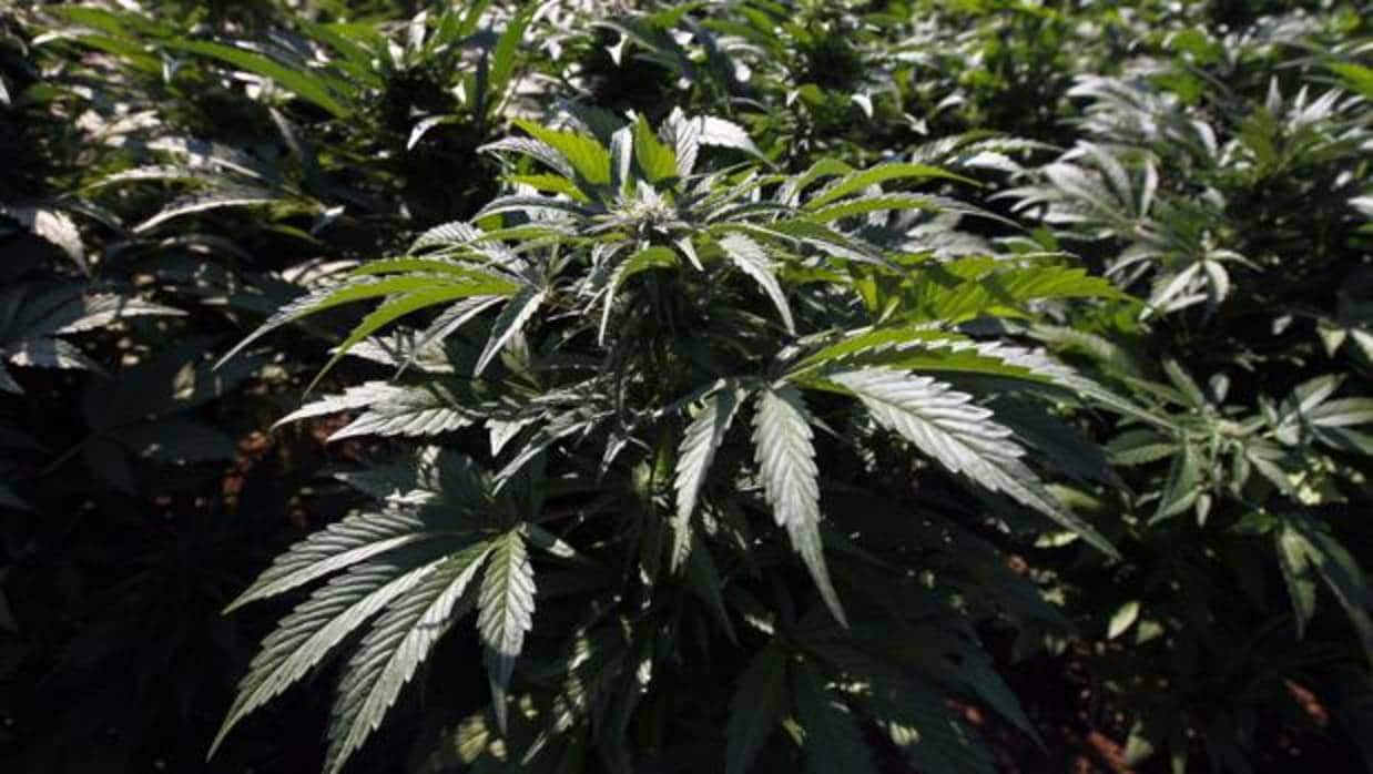 Un policía descubrió una plantación de marihuana mientras hacía deporte