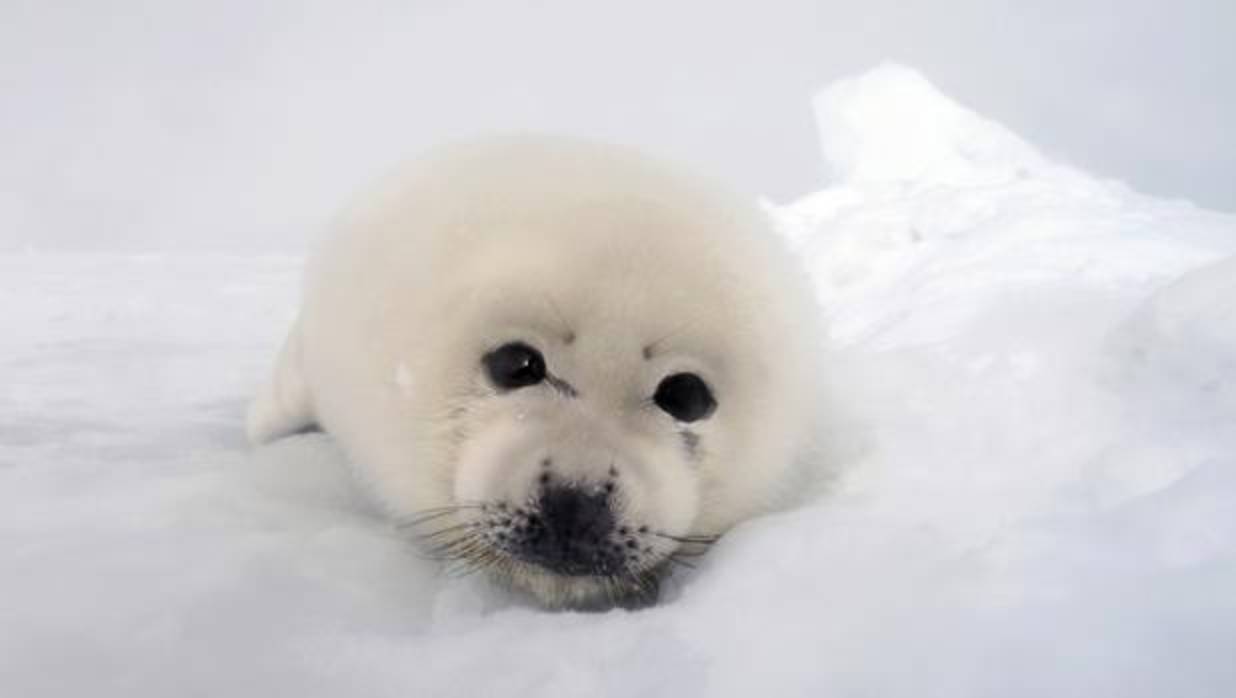 Cría de foca de Groenlandia en la banquisa de Canadá; es una de las imágenes de la exposición