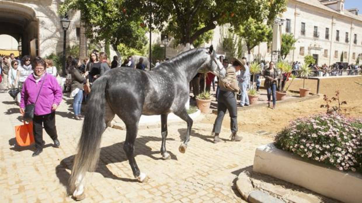 Espectáculo ecuestre en las Caballerizas Reales