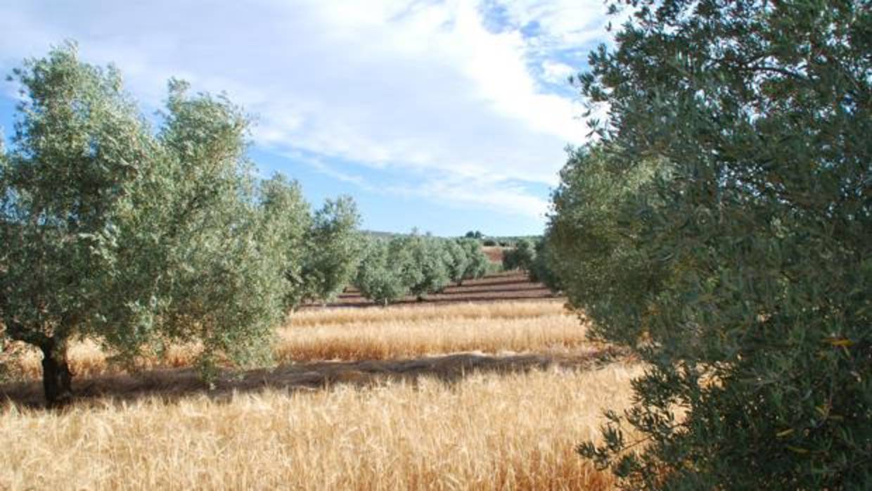 Olivar en la provincia de Córdoba