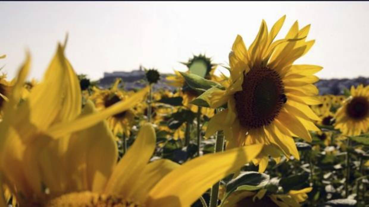 Campos de girasol en Andalucía