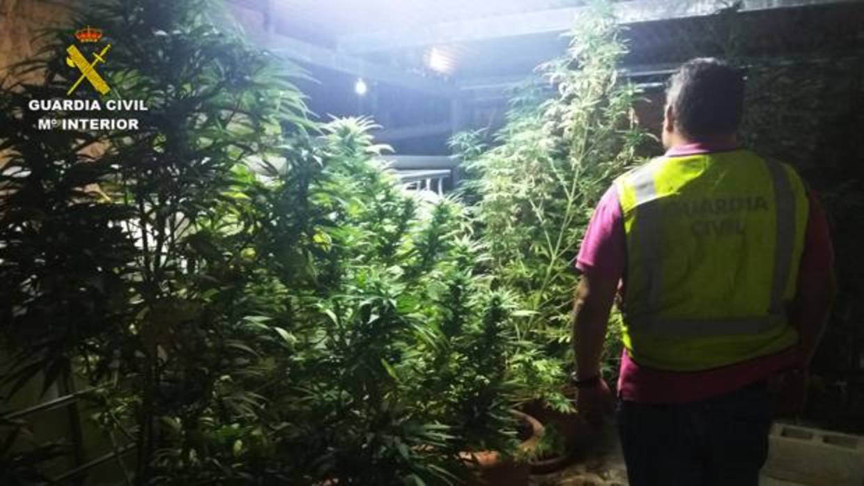 Algunas de las plantas intervenidas por la Guardia Civil