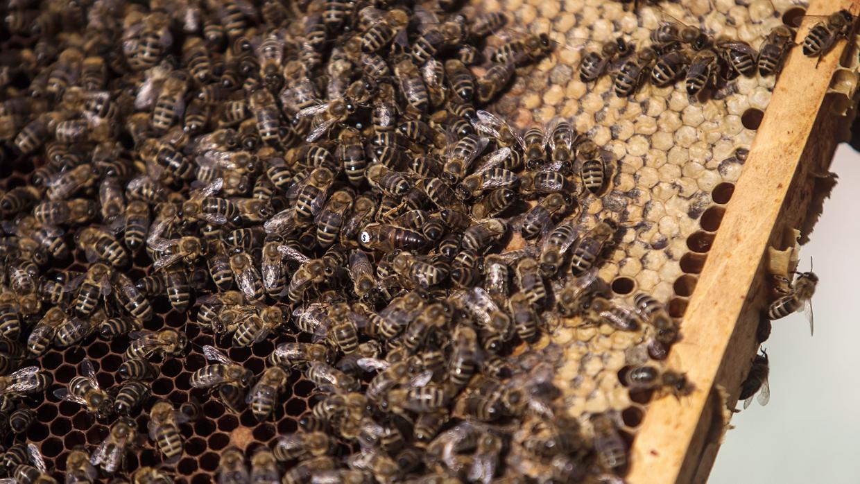 La miel es uno de los productos típicos de Hornachuelos