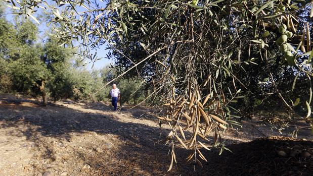 Las primeras lluvias del otoño no «calan» en el campo de Córdoba