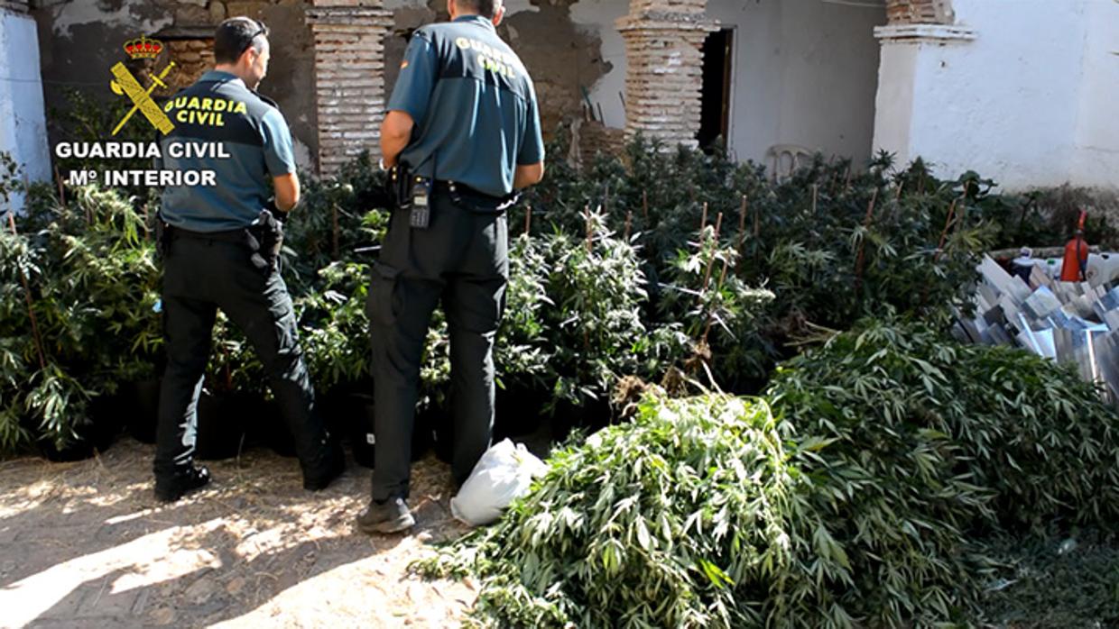 Unos agentes en una de las viviendas donde hallaron el cultivo de marihuana