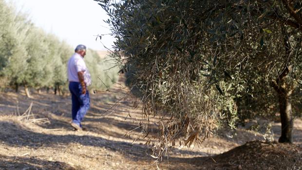 El campo tira del empleo y deja una leve bajada del paro en Córdoba pese al aumento nacional