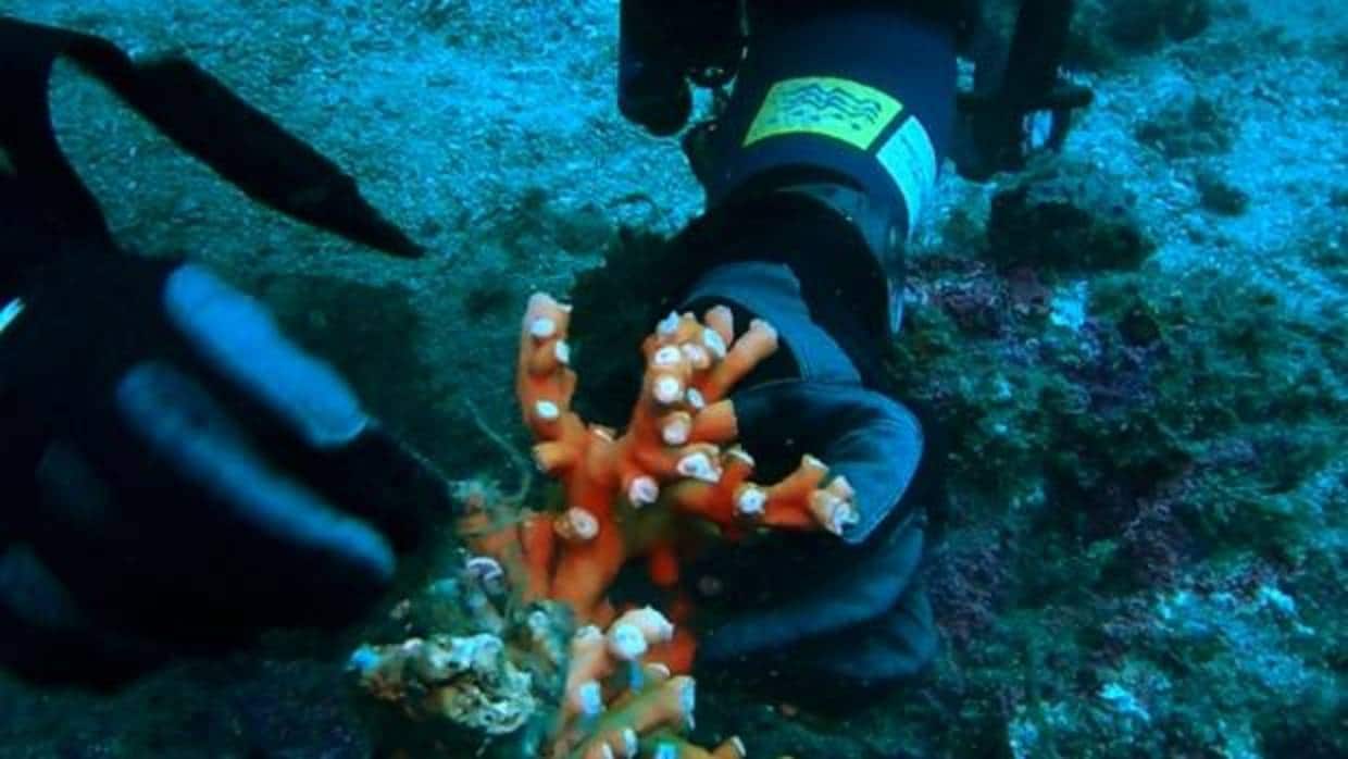 Imagen de una inmersión con restos de sedales en un coral