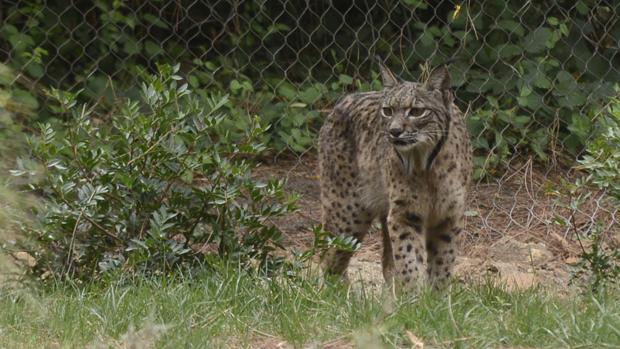 El Zoo de Córdoba prepara el recinto para dos linces ibéricos