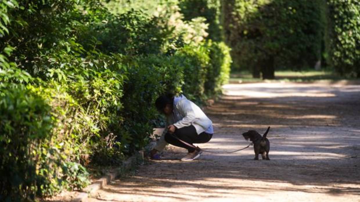 La dueña de un perro recoge una deposición