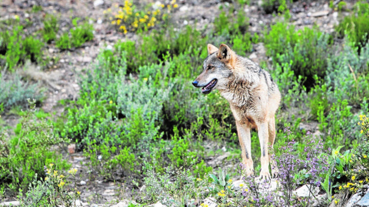 Un ejemplar de lobo ibérico en la provincia de Zamora