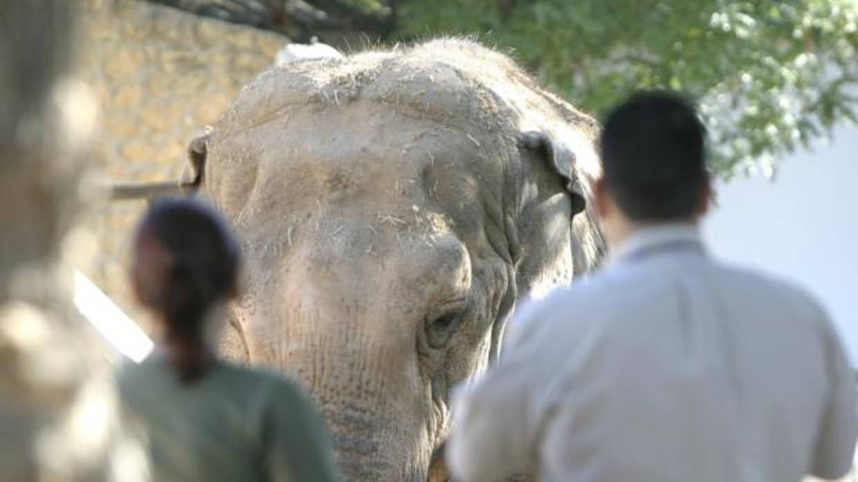 La elefanta Flavia, que vive desde hace 40 años en el Zoo de Córdoba