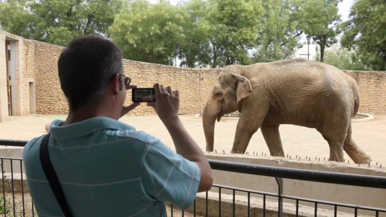 Un hombre saca una foto a la elefanta Flavia en el Zood de Córdoba