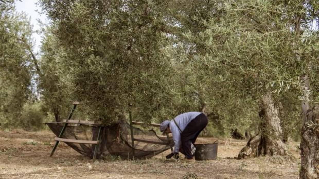 Recogida de aceituna en el campo andaluz