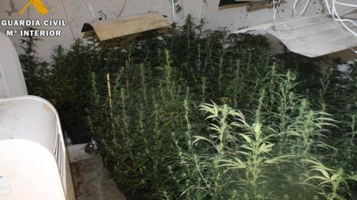 Plantas de marihuana en una de las viviendas