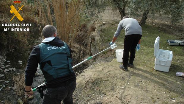 Investigan a tres miembros de Oleícola El Tejar por el vertido en Córdoba que mató a miles de peces en junio