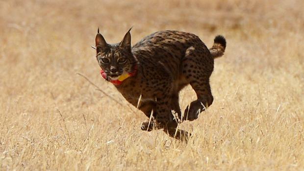 Aparece una lince muerta con 35 plomos en Villafranca de Córdoba