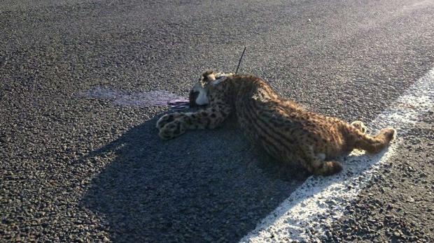 Eutanasia a la lince que inició el plan de cría en cautividad de Doñana