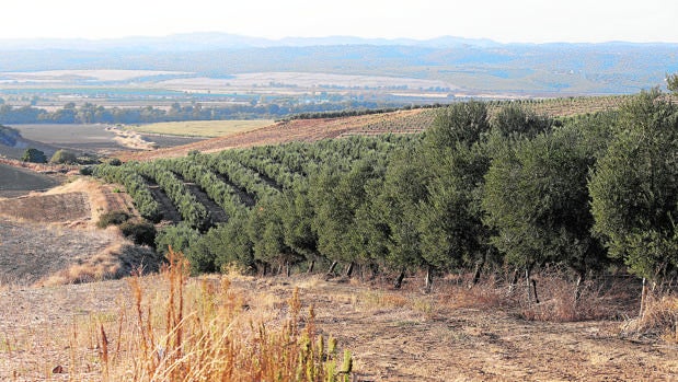 El valor de la tierra crece más de un 5 por ciento en Córdoba en un año