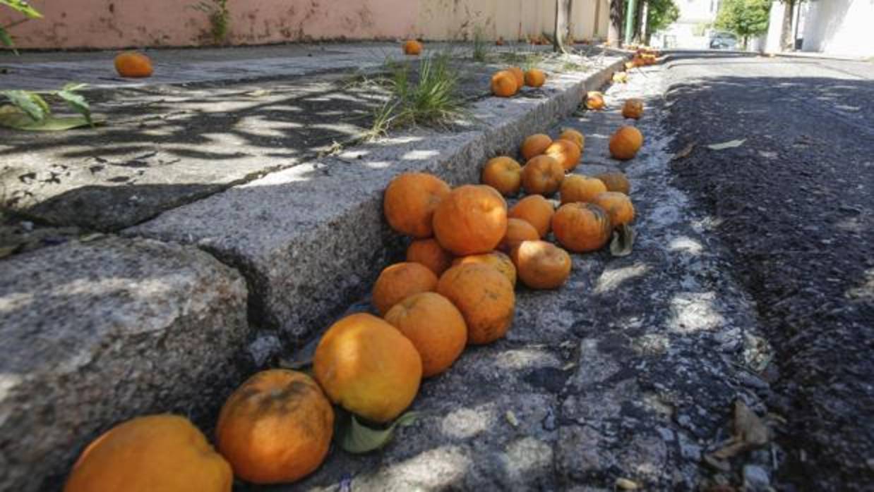 Naranjas en una calle de Córdoba