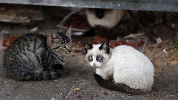 Sadeco planteó a la Junta una estirilización masiva de los gatos callejeros de Córdoba