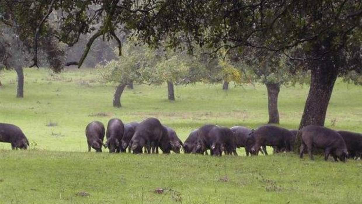 Cerdos ibéricos de montanera