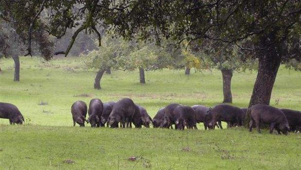 Lluvias tardías para el ibérico