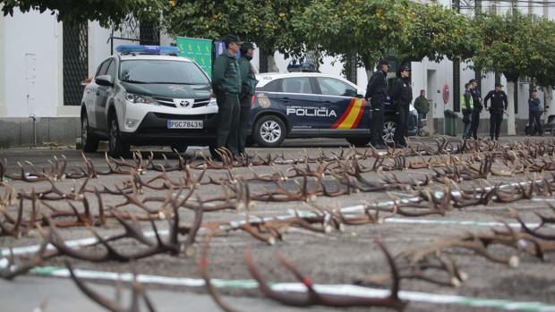 La Policía Nacional y la Guardia Civil de Córdoba recuperan 500 kilos de cuernas robadas