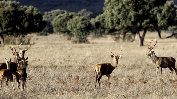 La caza mayor, única excepción de una temporada a medio gas