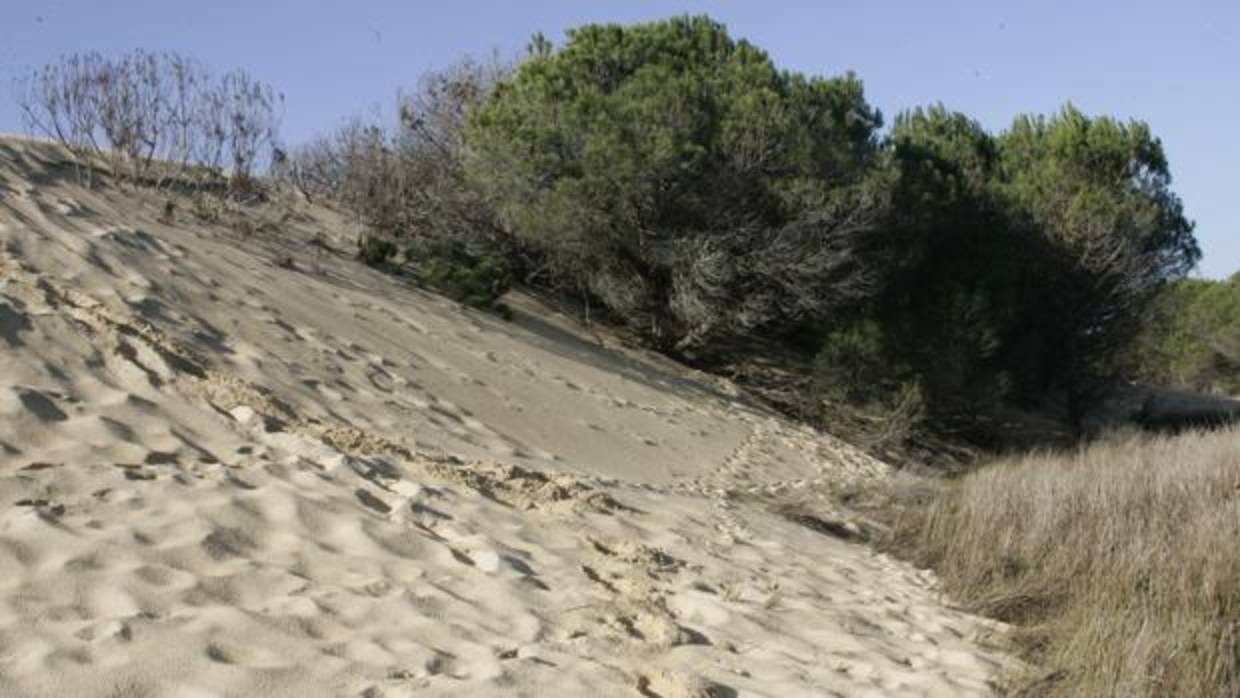 Detalle de una de las dunas del Parque natural de Doñana