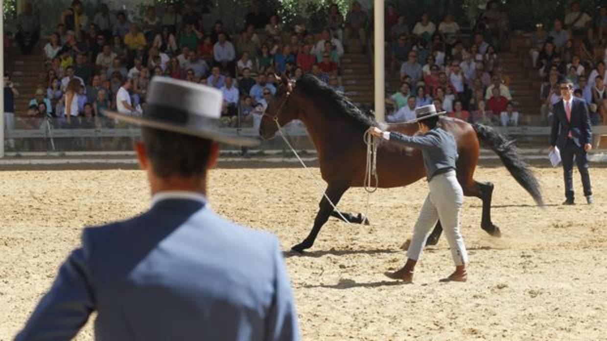 Imagen de una de las actividades en la última edición de Cabalcor