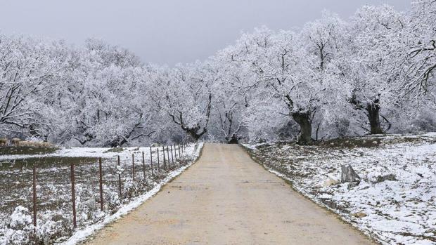 El tiempo en Córdoba: Las bajas temperaturas   provocan la alerta amarilla en la zona de la Campiña