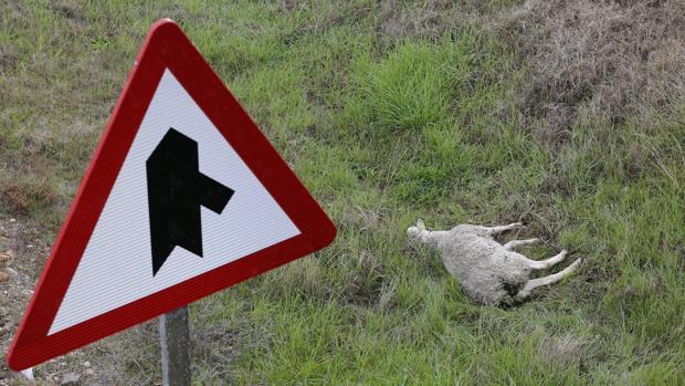 ¿A qué se puede enfrentar el dueño de la oveja que causó el accidente de la A-4 a su paso por Córdoba?