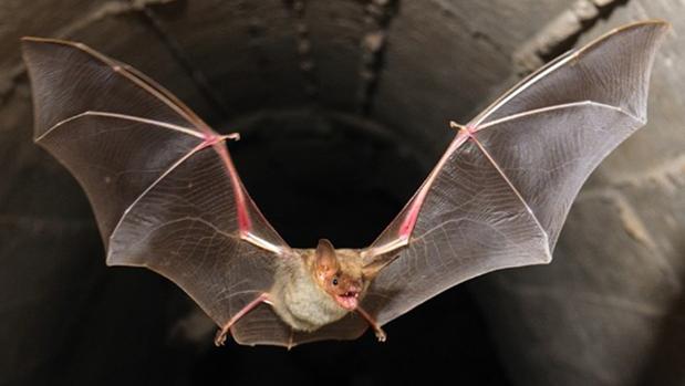 El murciélago se encuentra bajo un «régimen de protección especial»