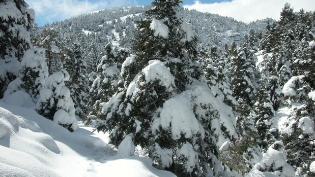 La Sierra de las Nieves en Málaga será parque nacional