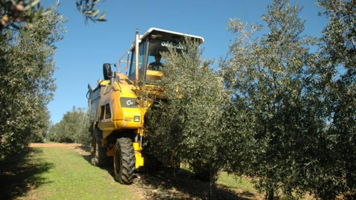 Un tractor trabajando en un olivar