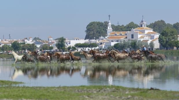 El ganado marismeño de Doñana nunca se extinguirá