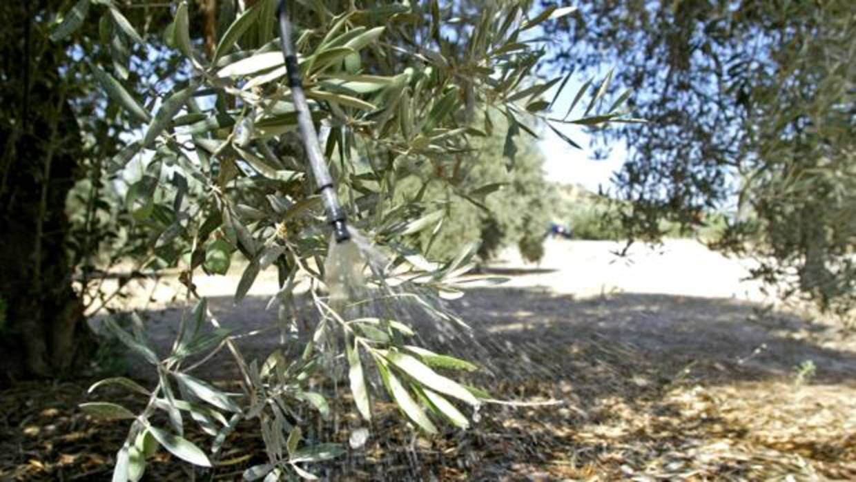 Un olivar andaluz de regadío