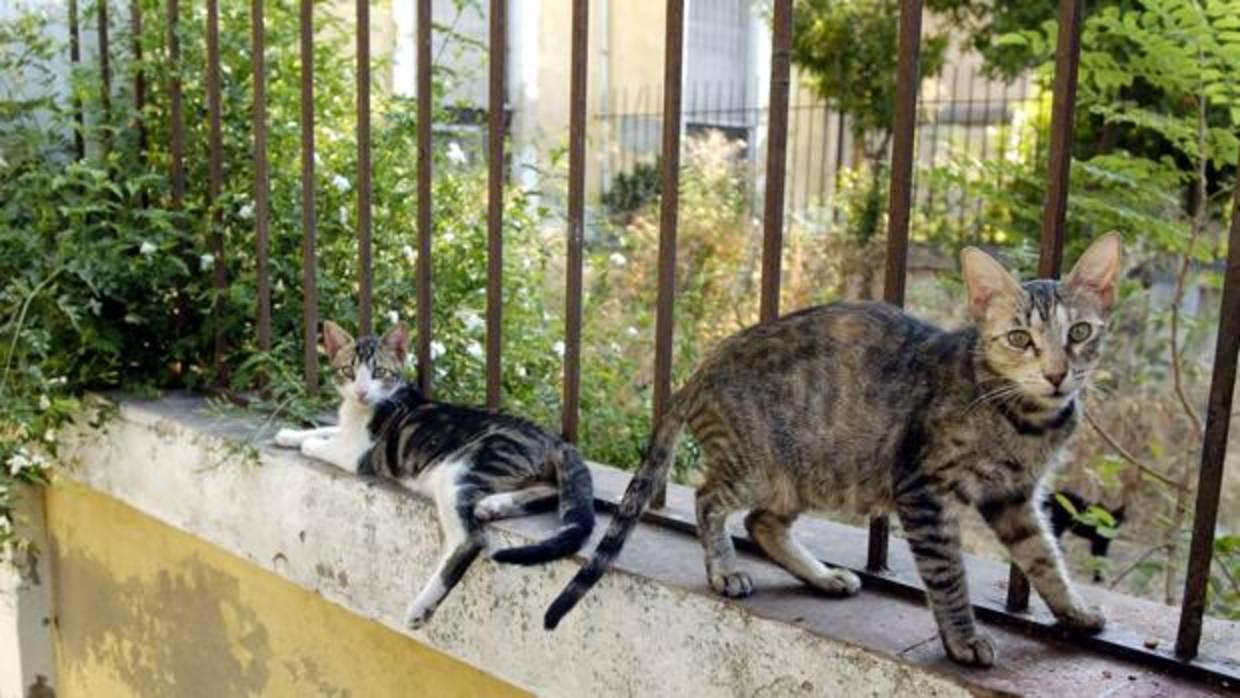 Gatos callejeros